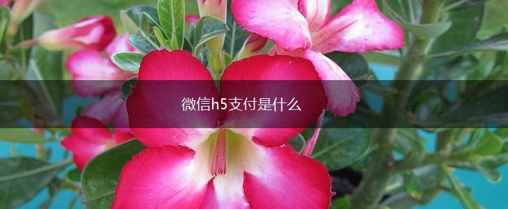 微信h5支付是什么,第1张