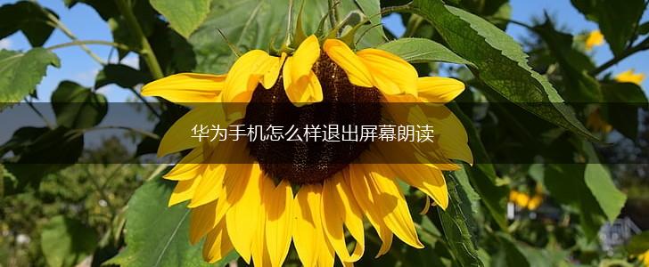 华为手机怎么样退出屏幕朗读,第1张