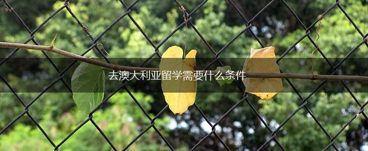 去澳大利亚留学需要什么条件,第1张