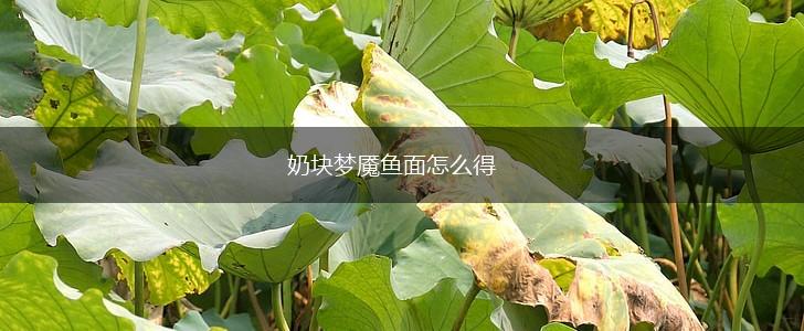 奶块梦魇鱼面怎么得,第1张
