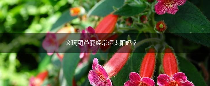 文玩葫芦要经常晒太阳吗？,第1张