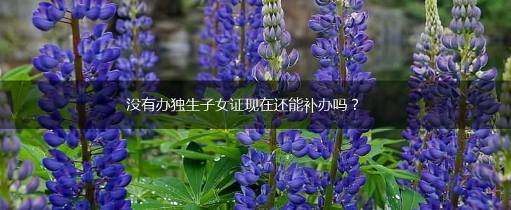 没有办独生子女证现在还能补办吗？,第1张