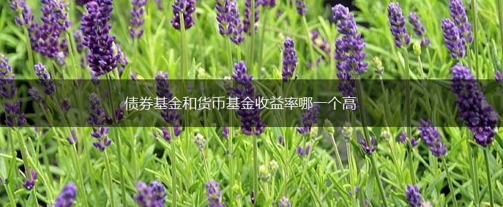 债券基金和货币基金收益率哪一个高,第1张