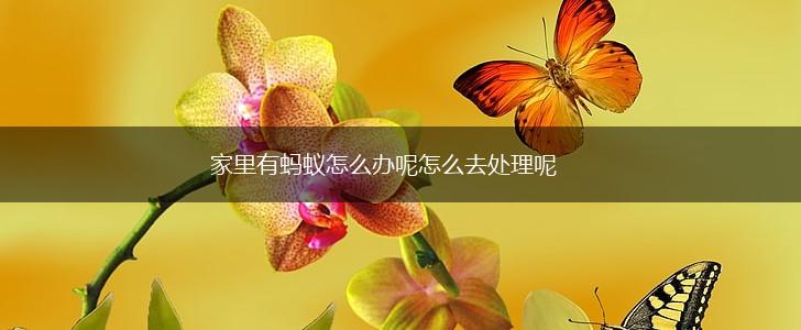 家里有蚂蚁怎么办呢怎么去处理呢,第1张