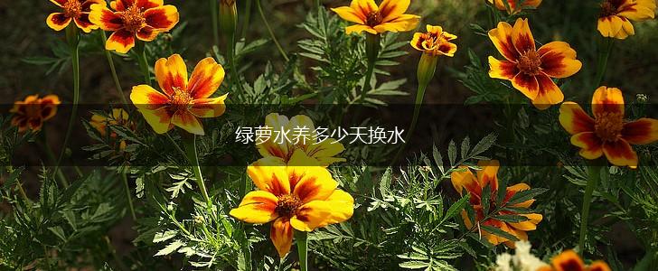 绿萝水养多少天换水,第1张