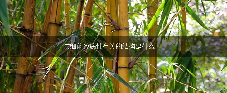 与细菌致病性有关的结构是什么,第1张
