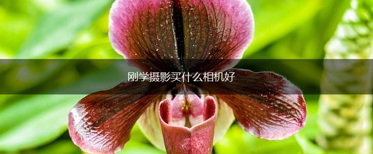 刚学摄影买什么相机好,第1张