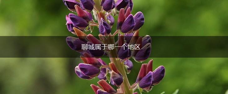 聊城属于哪一个地区,第1张