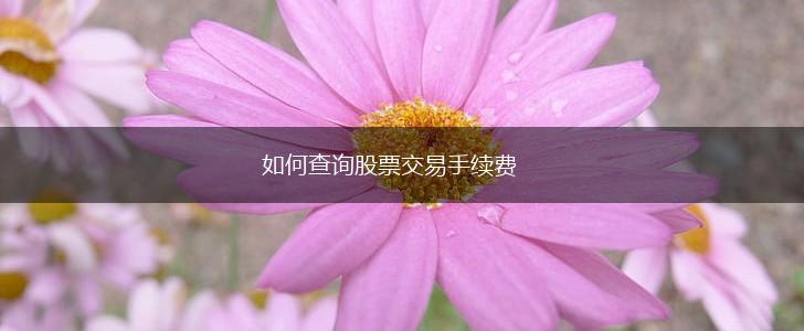 如何查询股票交易手续费,第1张