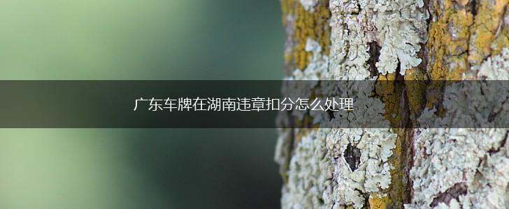 广东车牌在湖南违章扣分怎么处理,第1张