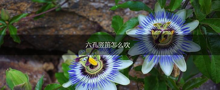 六孔竖笛怎么吹,第1张