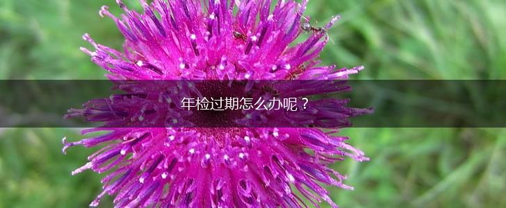 年检过期怎么办呢？,第1张