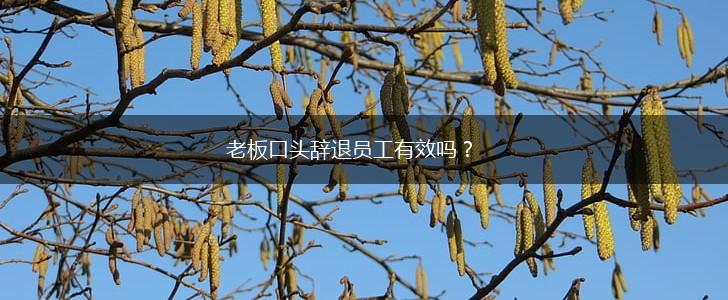 老板口头辞退员工有效吗？,第1张