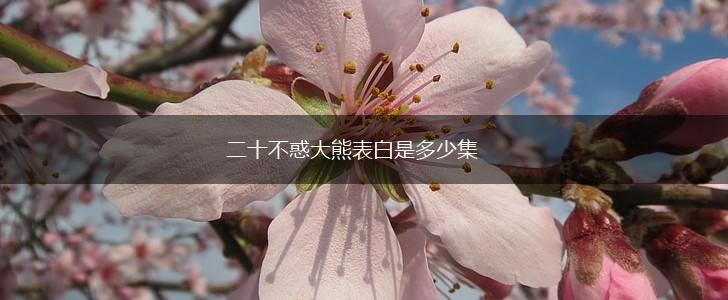二十不惑大熊表白是多少集,第1张