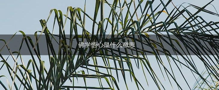佛学悟心是什么意思,第1张