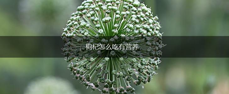 枸杞怎么吃有营养,第1张