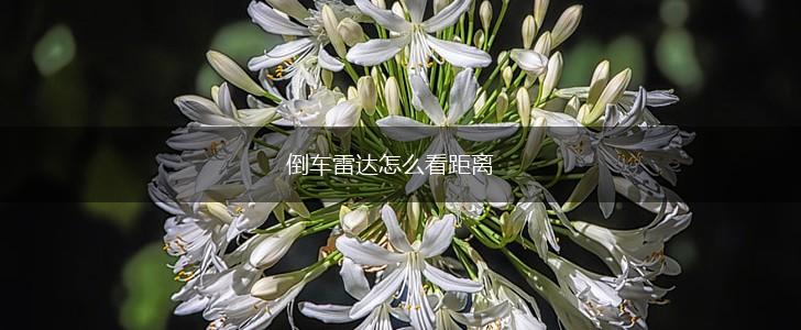 倒车雷达怎么看距离,第1张