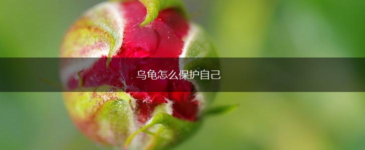 乌龟怎么保护自己,第1张