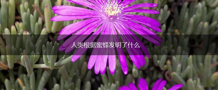 人类根据蜜蜂发明了什么,第1张