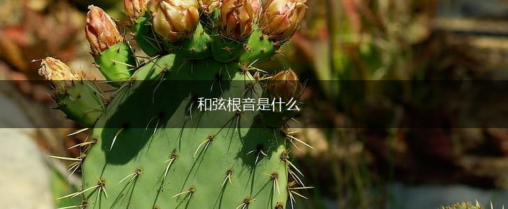 和弦根音是什么,第1张