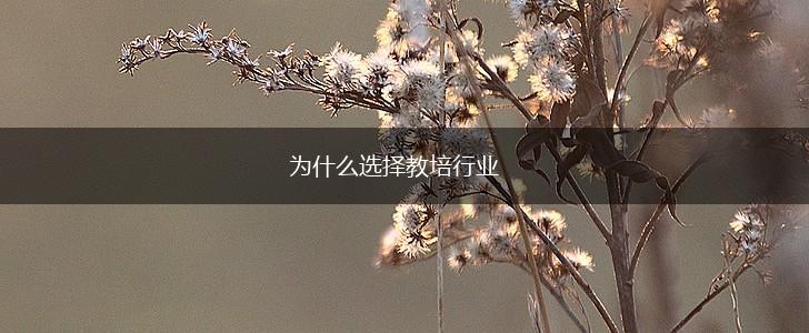 为什么选择教培行业,第1张