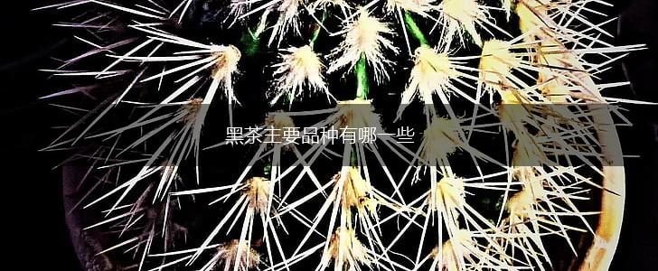 黑茶主要品种有哪一些,第1张