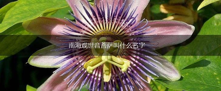 南海观世音菩萨叫什么名字,第1张 南海观世音菩萨叫什么名字,第1张