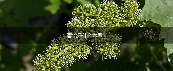 馨怡是什么意思,第1张