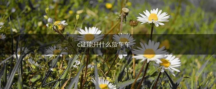 c证能开什么货车车,第1张