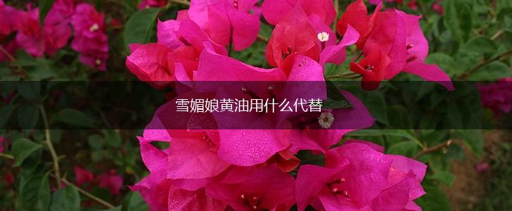 雪媚娘黄油用什么代替,第1张