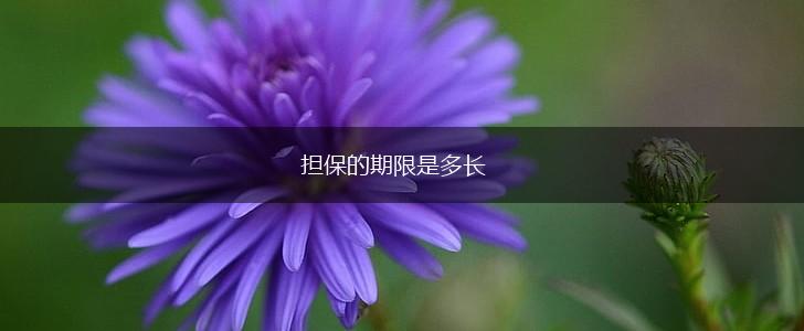 担保的期限是多长,第1张