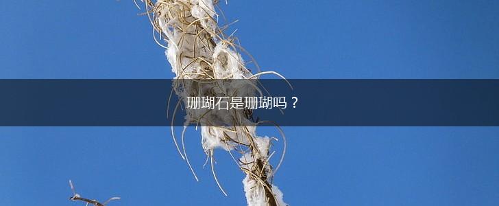 珊瑚石是珊瑚吗？,第1张