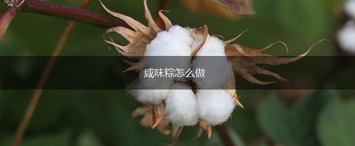 咸味粽怎么做,第1张