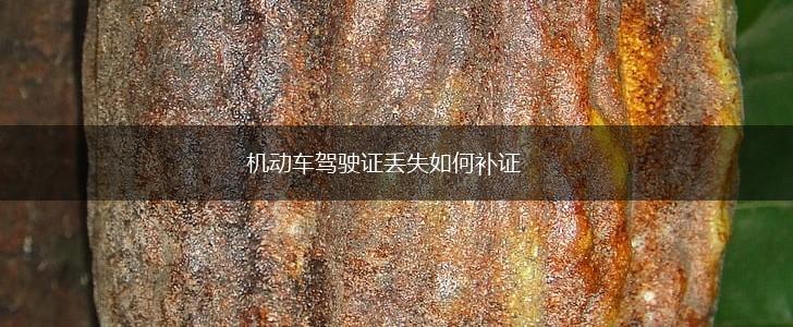 机动车驾驶证丢失如何补证,第1张