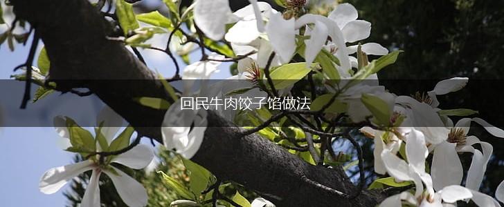 回民牛肉饺子馅做法,第1张