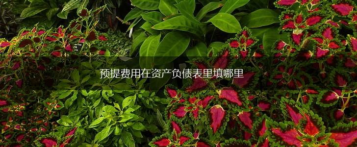 预提费用在资产负债表里填哪里,第1张