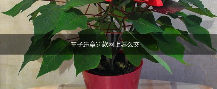 车子违章罚款网上怎么交,第1张