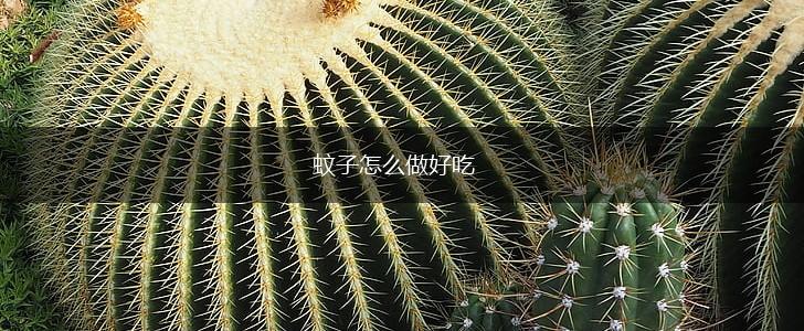 蚊子怎么做好吃,第1张