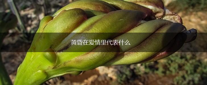 黄昏在爱情里代表什么,第1张