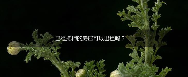 已经抵押的房屋可以出租吗？,第1张