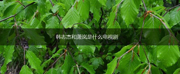 韩志杰和萧岚是什么电视剧,第1张