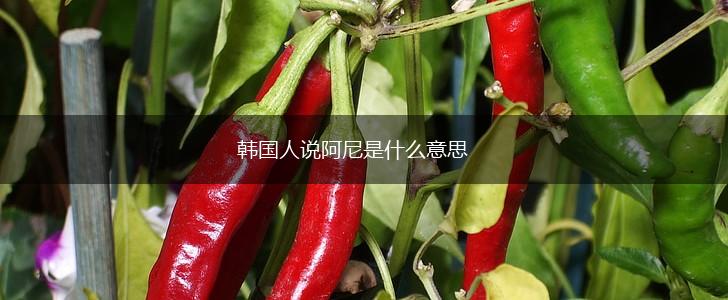 韩国人说阿尼是什么意思,第1张