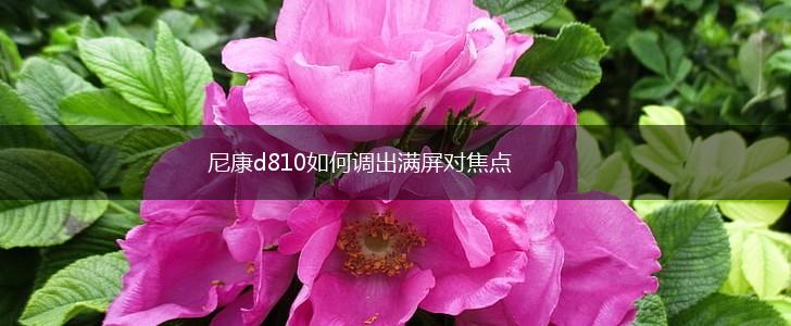 尼康d810如何调出满屏对焦点,第1张 尼康d810如何调出满屏对焦点,第1张
