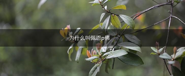 为什么叫佩恩p佛,第1张