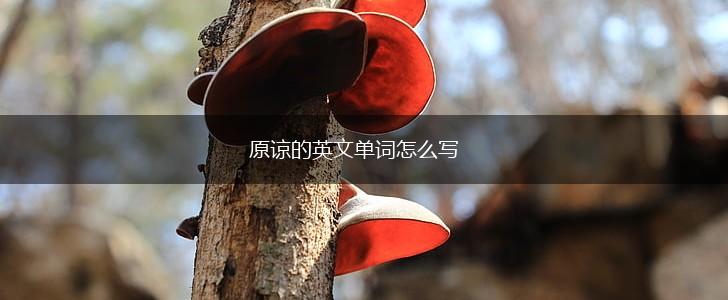 原谅的英文单词怎么写,第1张