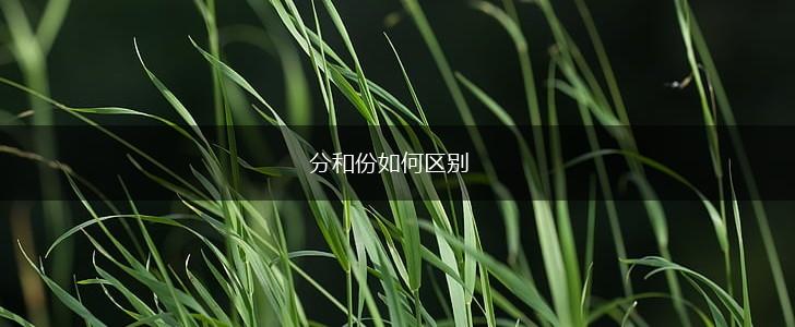 分和份如何区别,第1张