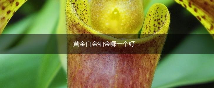 黄金白金铂金哪一个好,第1张
