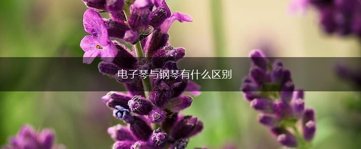 电子琴与钢琴有什么区别,第1张