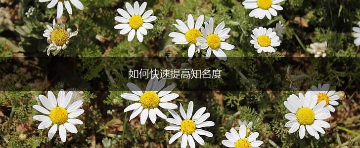如何快速提高知名度,第1张
