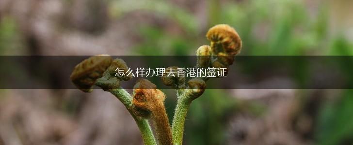 怎么样办理去香港的签证,第1张
